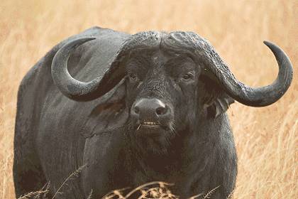 This image has an eAfrican Cape buffalo can weigh close to a ton! They can take a lot of lead and still keep steamrolling. A calm and collected rifle shot is the best medicine. Care to open the dance with this cool customer?mpty alt attribute; its file name is buffalo_420A.jpg