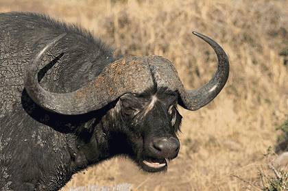 This imaWounded bulls are especially dangerous, and African professional hunters have the legal duty - as well as the moral duty - to follow and finish wounded bulls, no matter where they flee. Make the first shot count!ge has an empty alt attribute; its file name is buffalo_420C.jpg
