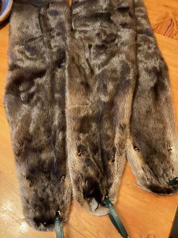 Alaska River Otter Pelts for sale - 24hourcampfire