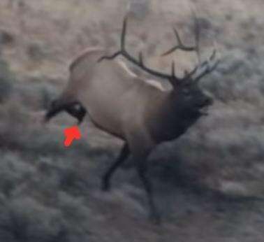 Bull Elk Still Shot.jpg