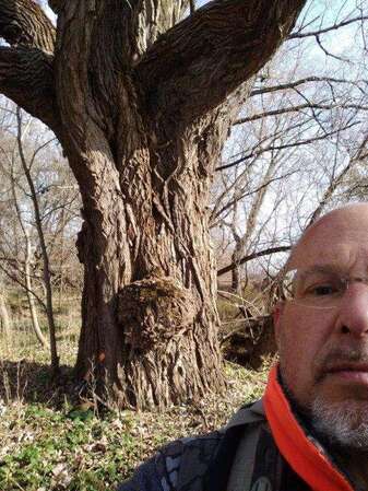 gnarly old tree.jpg