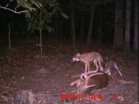 Deer Coyotes 7.jpg