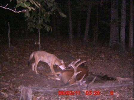 Deer Coyotes 10.jpg