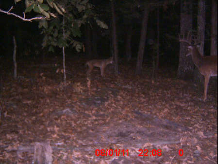 Deer Coyotes 1.jpg