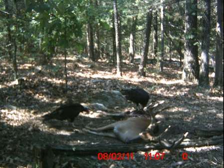 Deer Coyotes 11.jpg