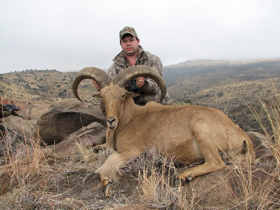 Attached picture 1190826-Burns_Aoudad.jpg